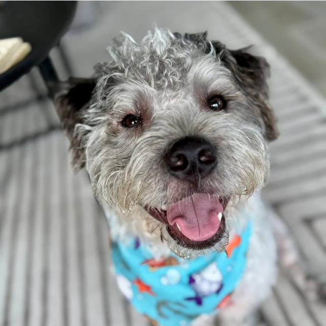 Oreo, Adoptable, Young Male Terrier.