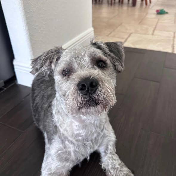 Enlarge Oreo (FOSTER; FOSTER-TO-ADOPT), a Adoptable mixed breed in Miami, FL image 6/6