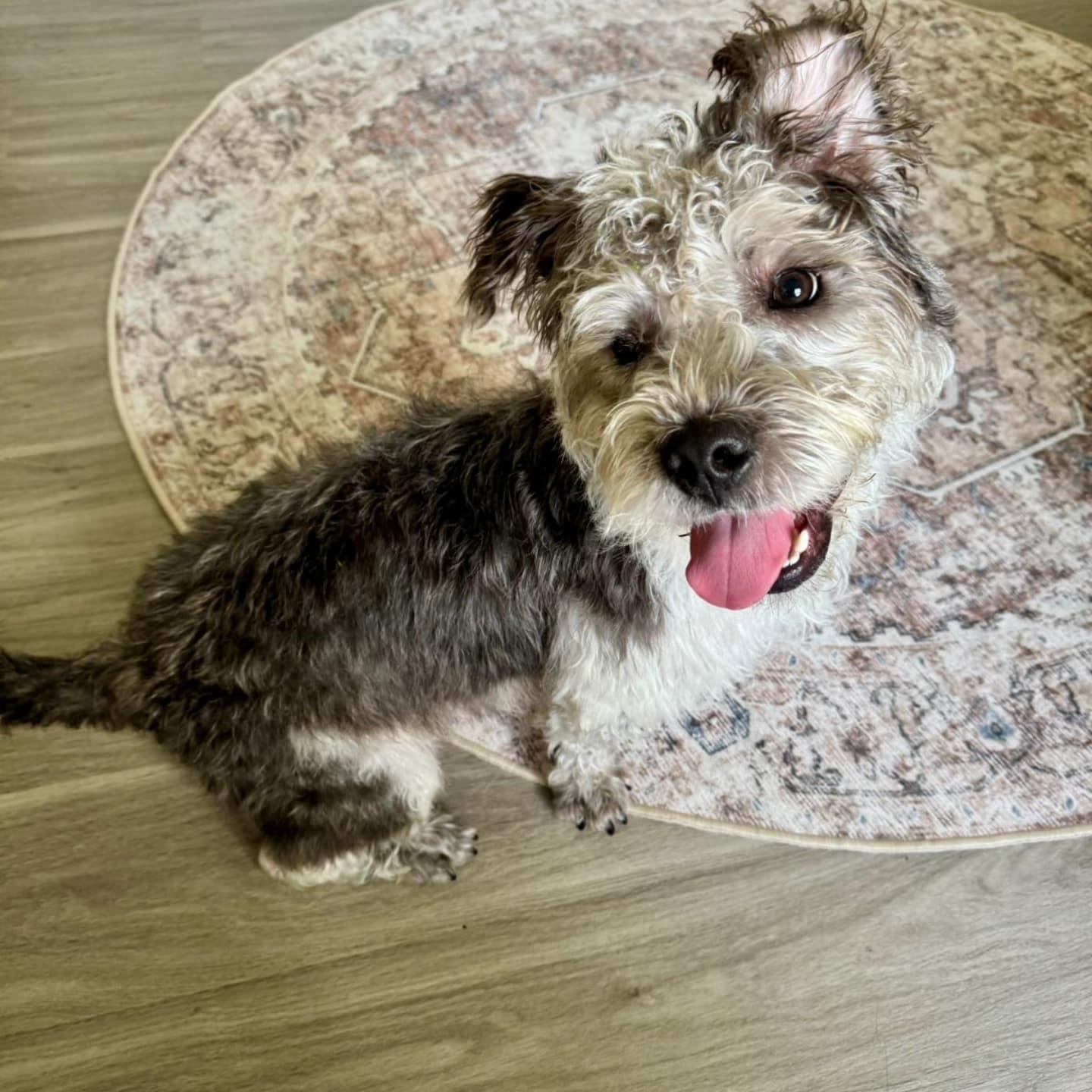 Enlarge Oreo, a Adoptable mixed breed in Miami, FL image 5/6