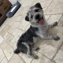 Enlarge Oreo (FOSTER; FOSTER-TO-ADOPT), a Adoptable mixed breed in Miami, FL image 5/6