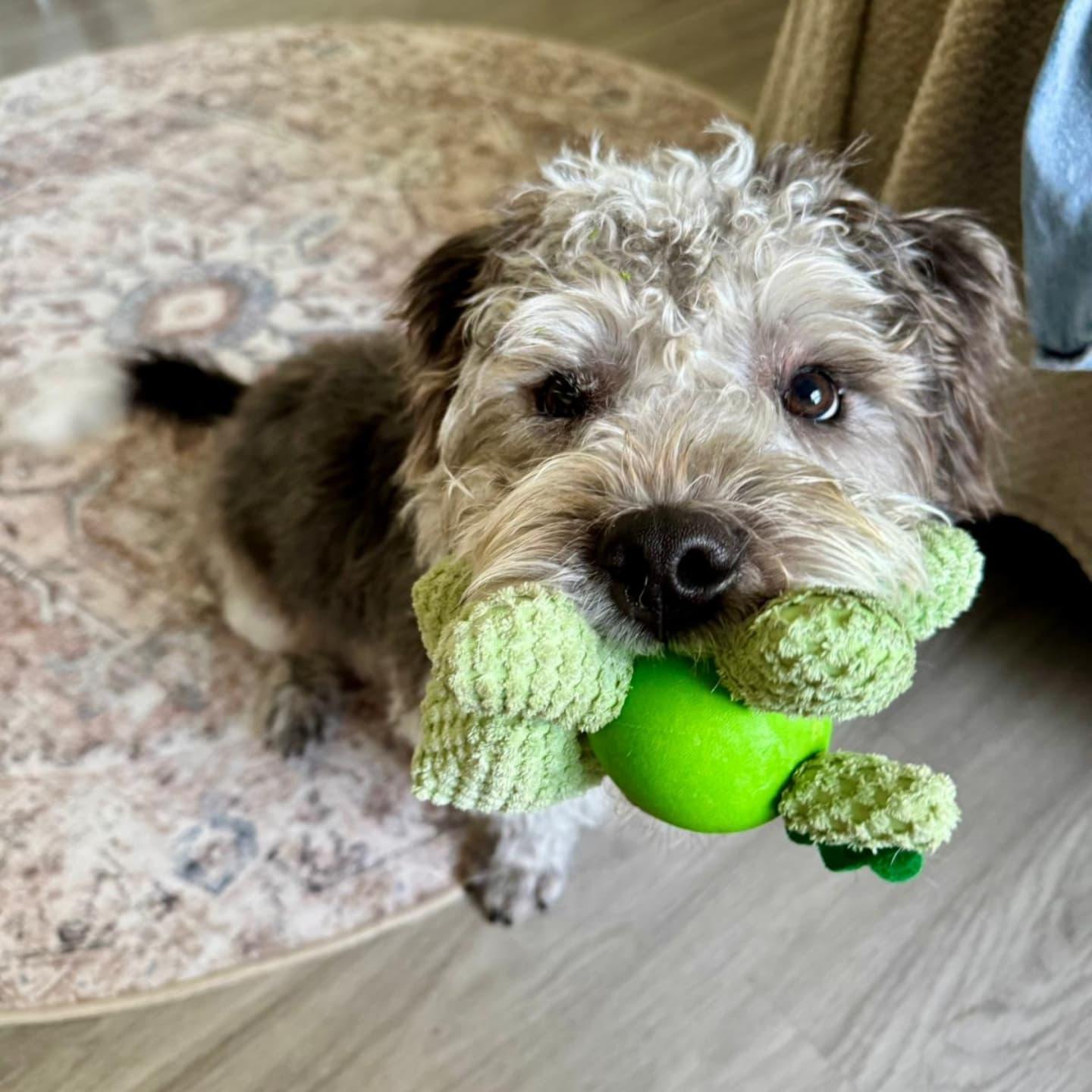 Enlarge Oreo, a Adoptable mixed breed in Miami, FL image 6/6
