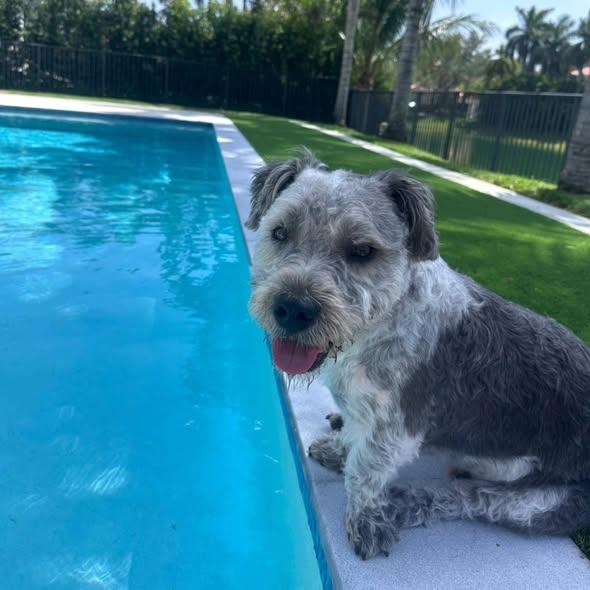 Enlarge Oreo (FOSTER; FOSTER-TO-ADOPT), a Adoptable mixed breed in Miami, FL image 5/6