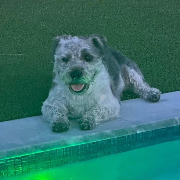 Enlarge Oreo (FOSTER; FOSTER-TO-ADOPT), a Adoptable mixed breed in Miami, FL image 1/6