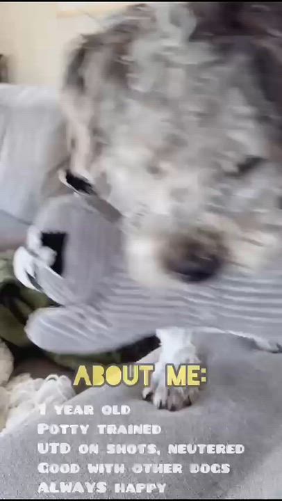 Enlarge Oreo (FOSTER; FOSTER-TO-ADOPT), a Adoptable mixed breed in Miami, FL video 6/6