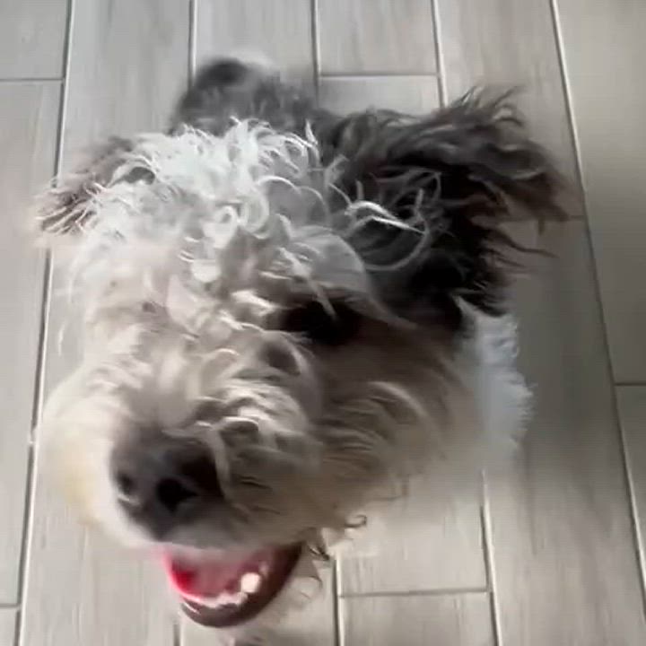 Enlarge Oreo, a Adoptable mixed breed in Miami, FL video 4/6