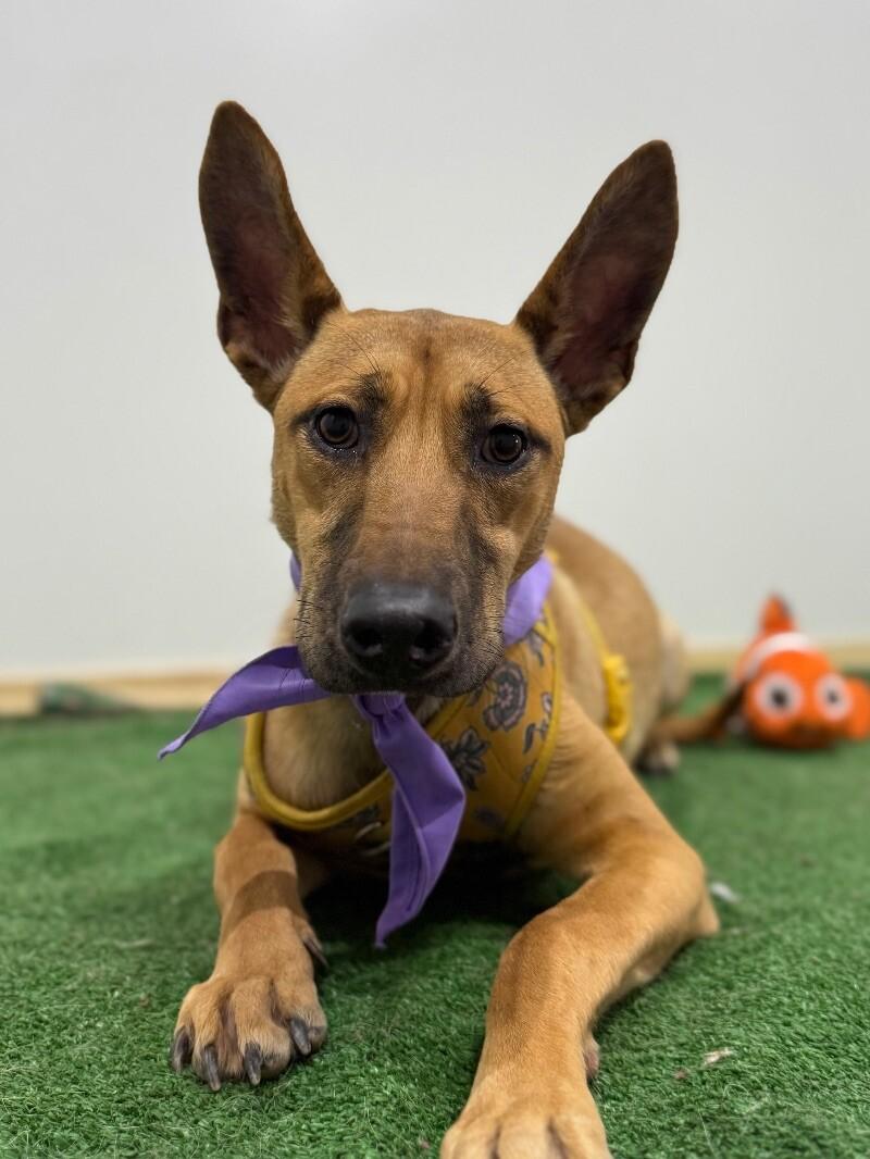 Canela, an adoptable Belgian Shepherd / Malinois & German Pinscher Mix in Concord, CA_image-1