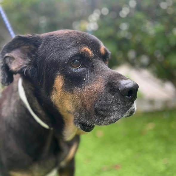 Enlarge Esther - URGENT FOSTER NEEDED, a Adoptable mixed breed in Miami, FL image 3/3