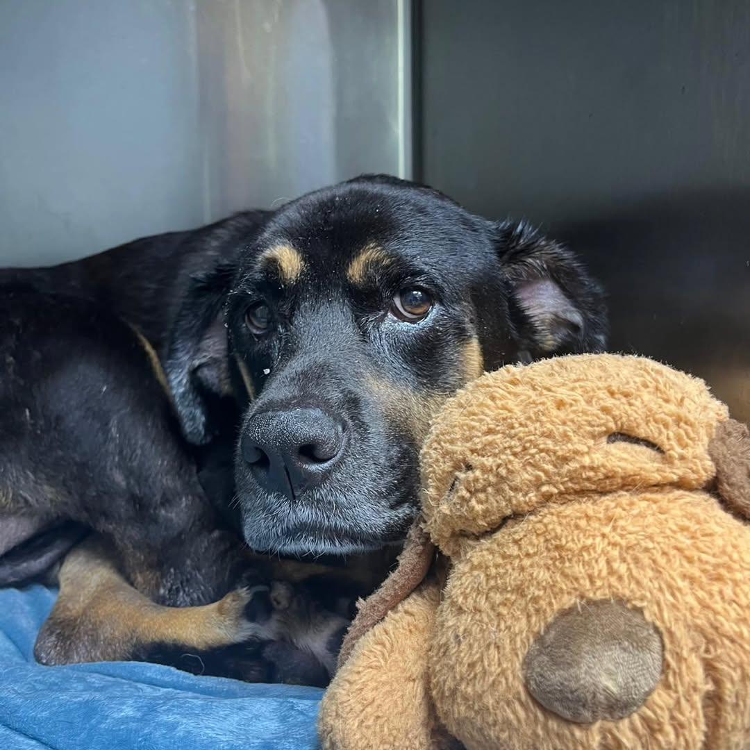 Esther - URGENT FOSTER NEEDED, Adoptable, Senior Female Rottweiler.
