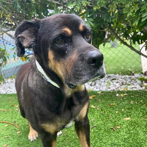 Enlarge Esther - URGENT FOSTER NEEDED, a Adoptable mixed breed in Miami, FL image 2/3