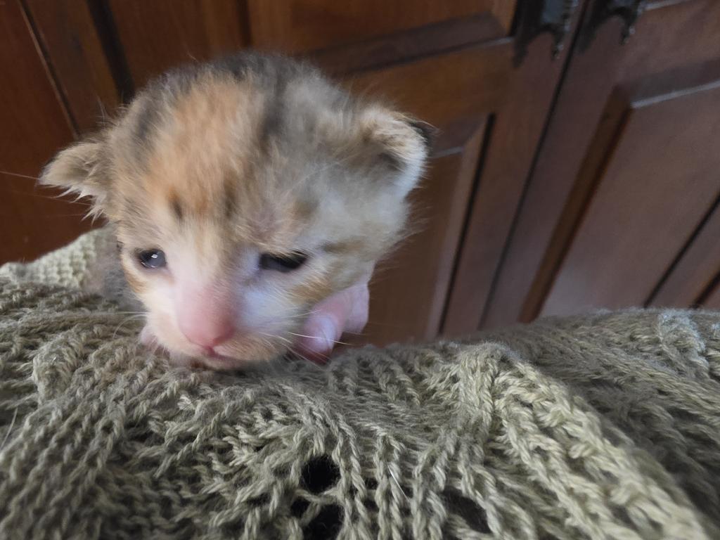 Whiskey, Adoptable, Kitten Female Domestic Short Hair.