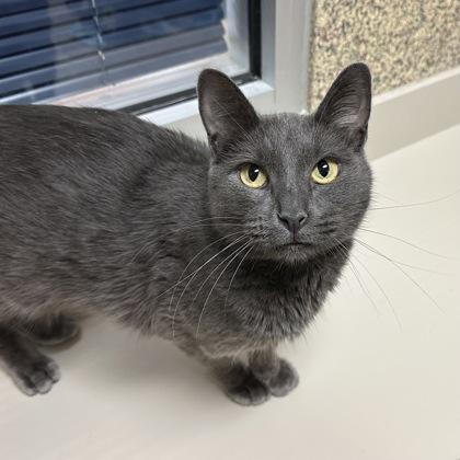 Mike Wheeler, Adoptable, Adult Male Domestic Short Hair & Domestic Short Hair.