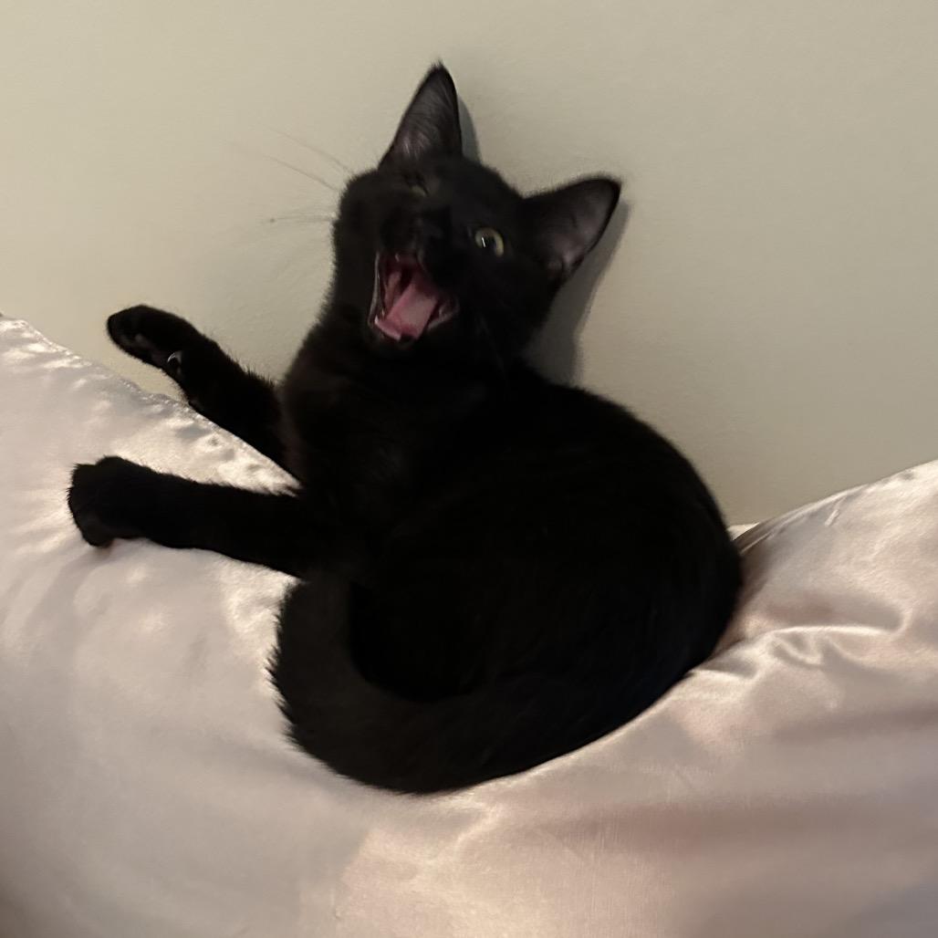 Enlarge Chowder, a Adoptable Domestic Short Hair in Costa Mesa, CA image 1/4