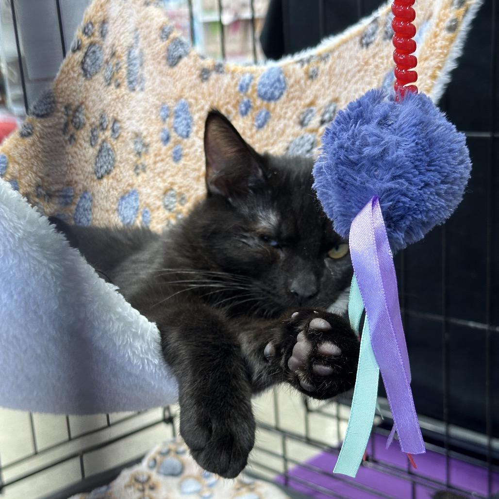 Enlarge Chowder, a Adoptable Domestic Short Hair in Costa Mesa, CA image 2/4