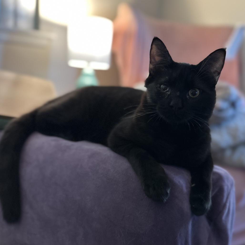 Enlarge Chowder, a Adoptable Domestic Short Hair in Costa Mesa, CA image 3/4