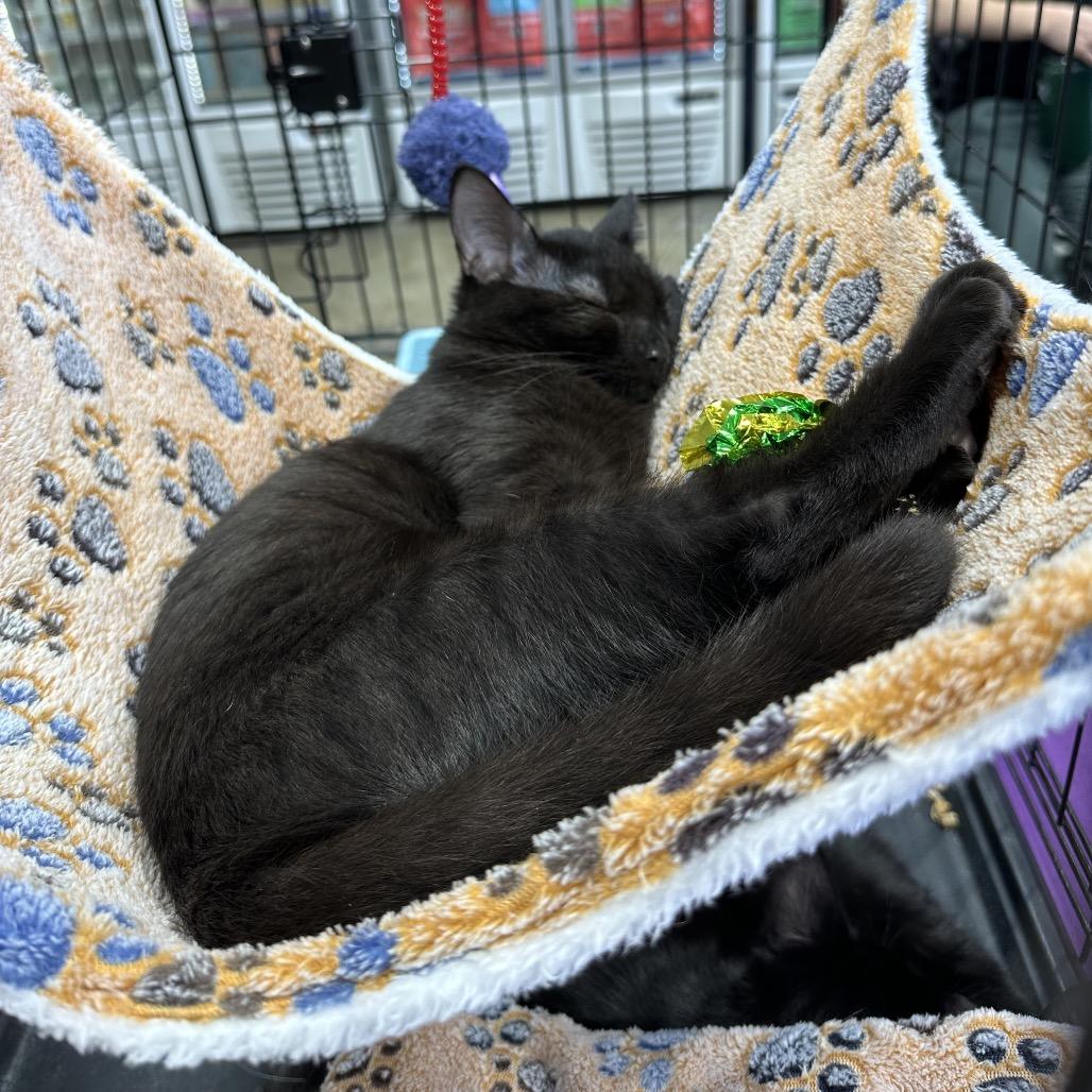 Enlarge Chowder, a Adoptable Domestic Short Hair in Costa Mesa, CA image 4/4