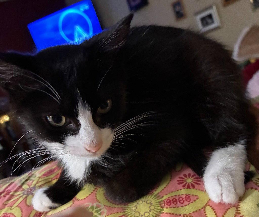 26-28 Bandit, Adoptable, Kitten Female Domestic Medium Hair.