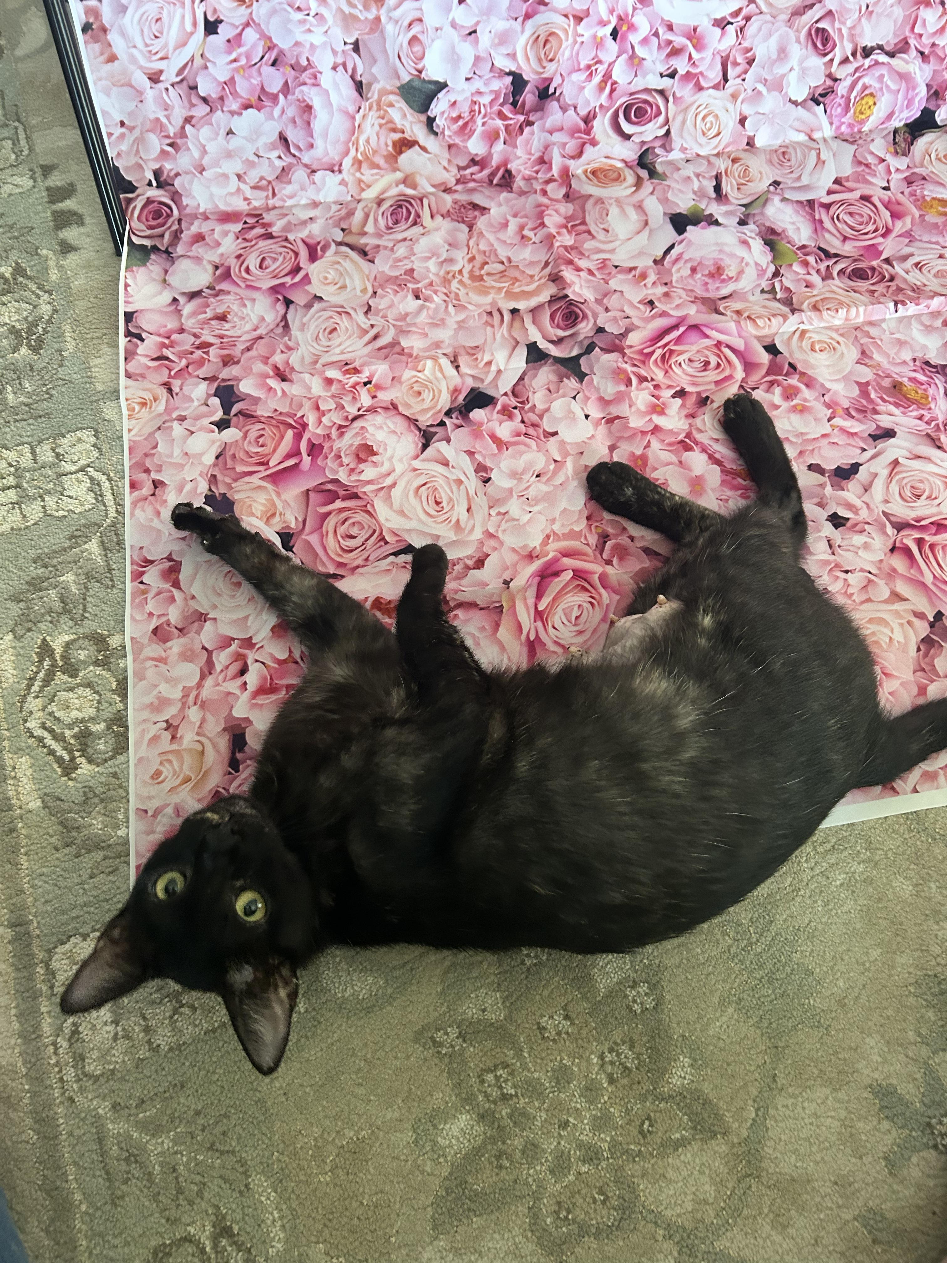 Enlarge Sadie, a Adoptable Domestic Short Hair in Hamburg, PA image 3/6