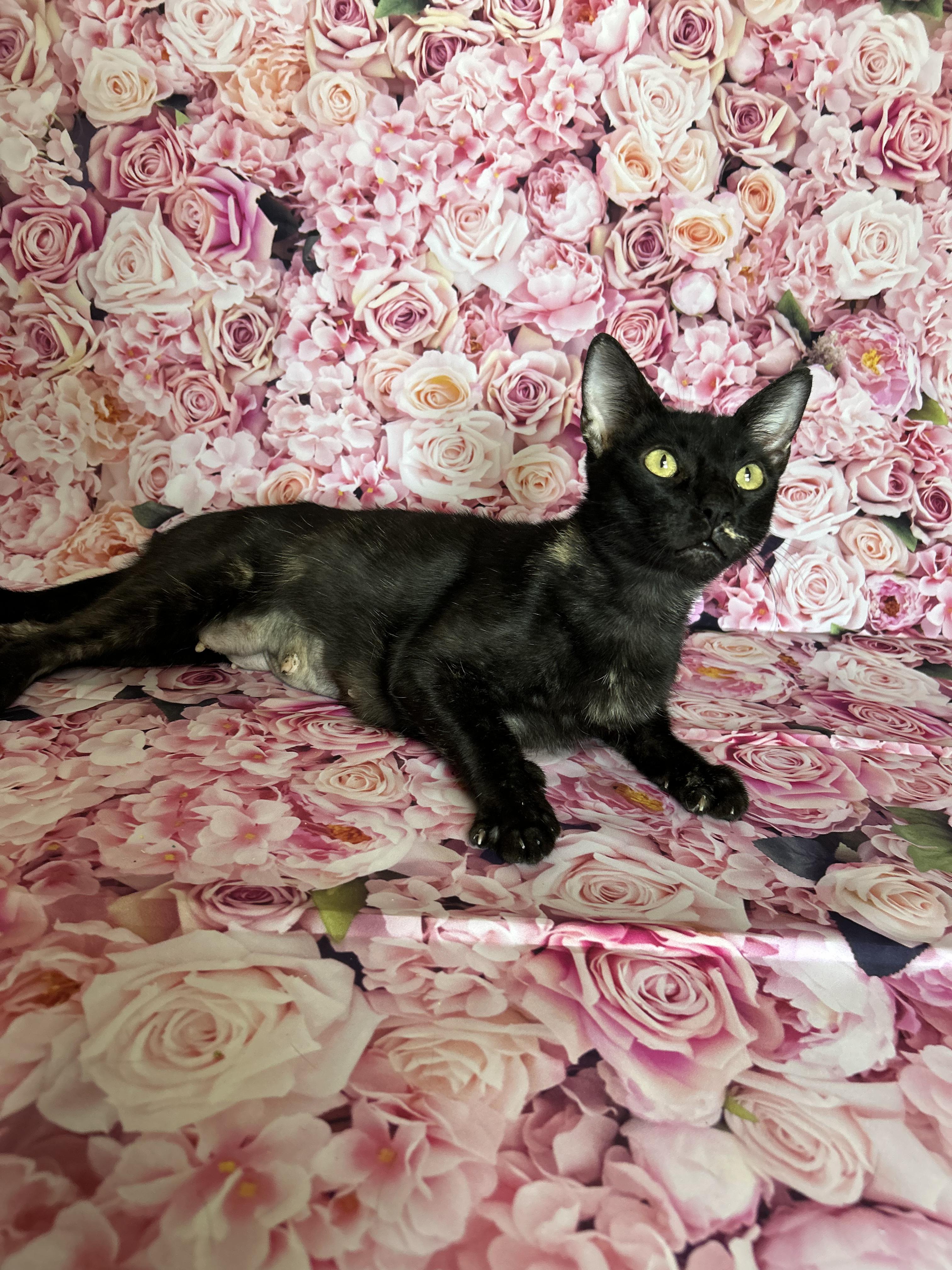 Enlarge Sadie, a Adoptable Domestic Short Hair in Hamburg, PA image 5/6