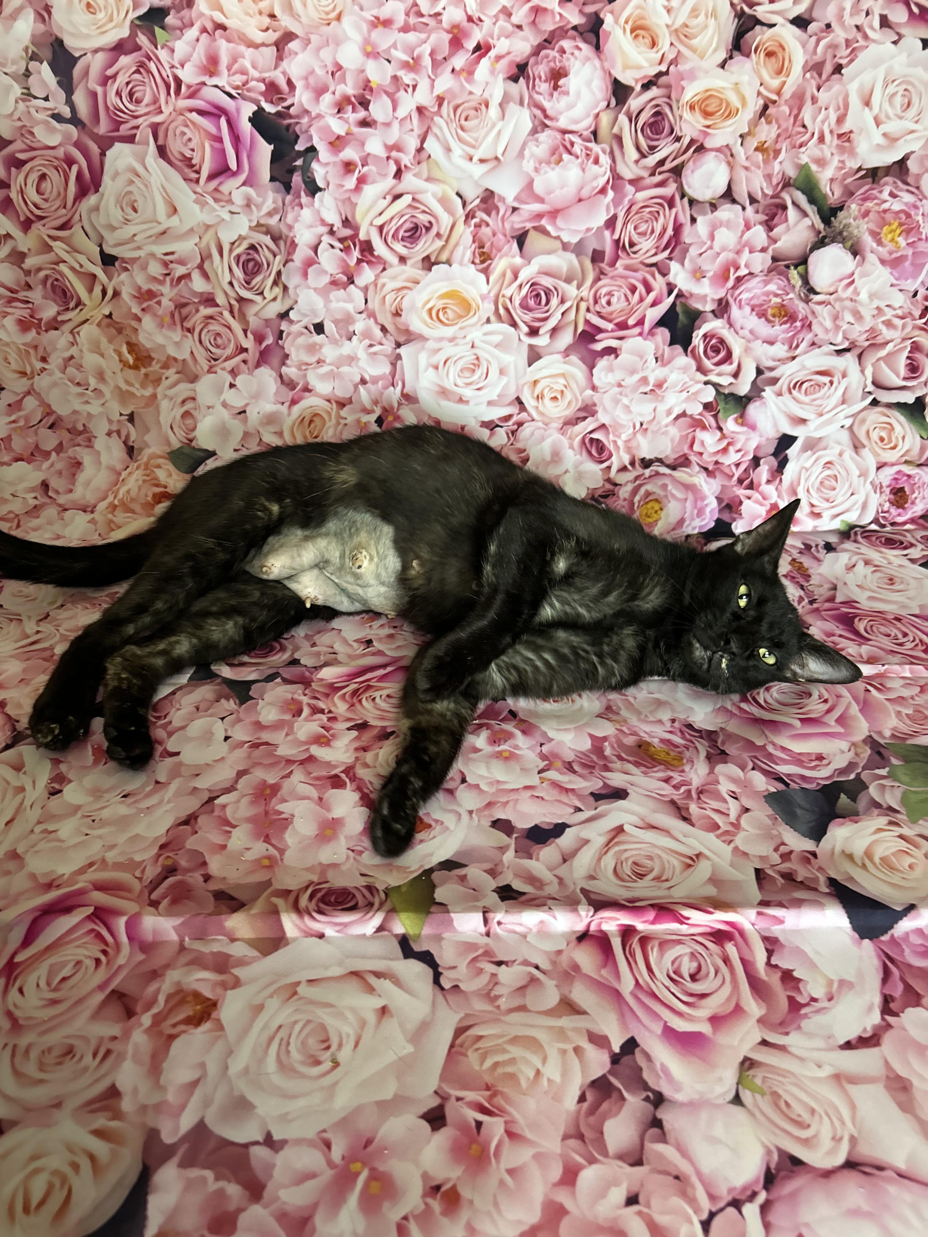 Enlarge Sadie, a Adoptable Domestic Short Hair in Hamburg, PA image 6/6