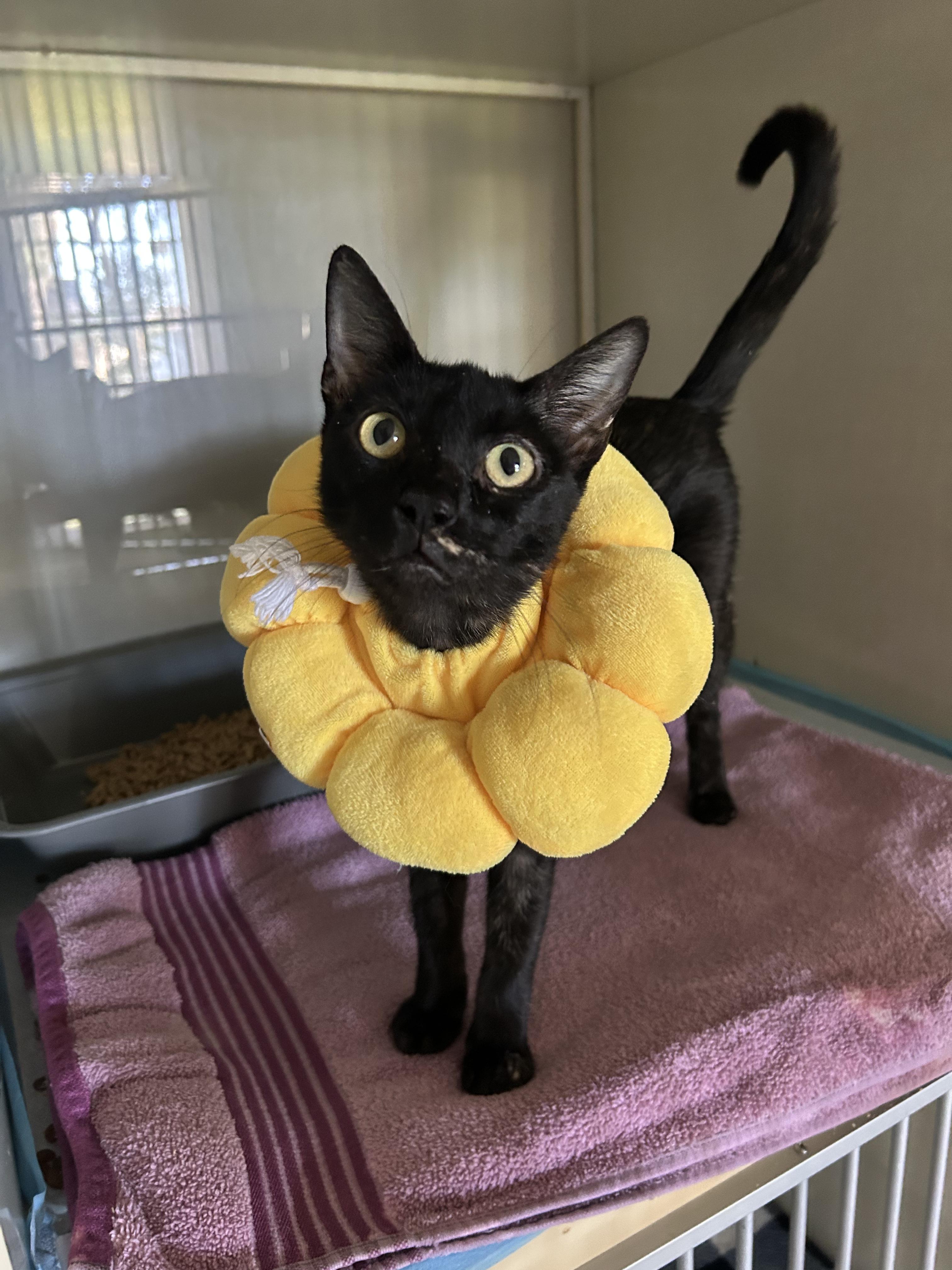 Enlarge Sadie, a Adoptable Domestic Short Hair in Hamburg, PA image 4/6