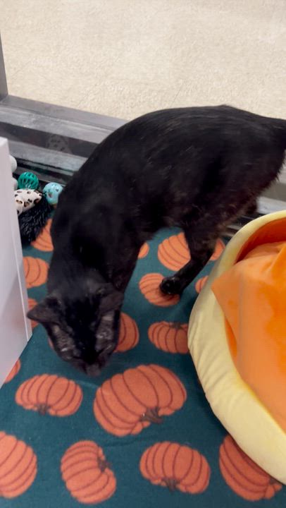 Enlarge Sadie, a Adoptable Domestic Short Hair in Hamburg, PA video 2/6