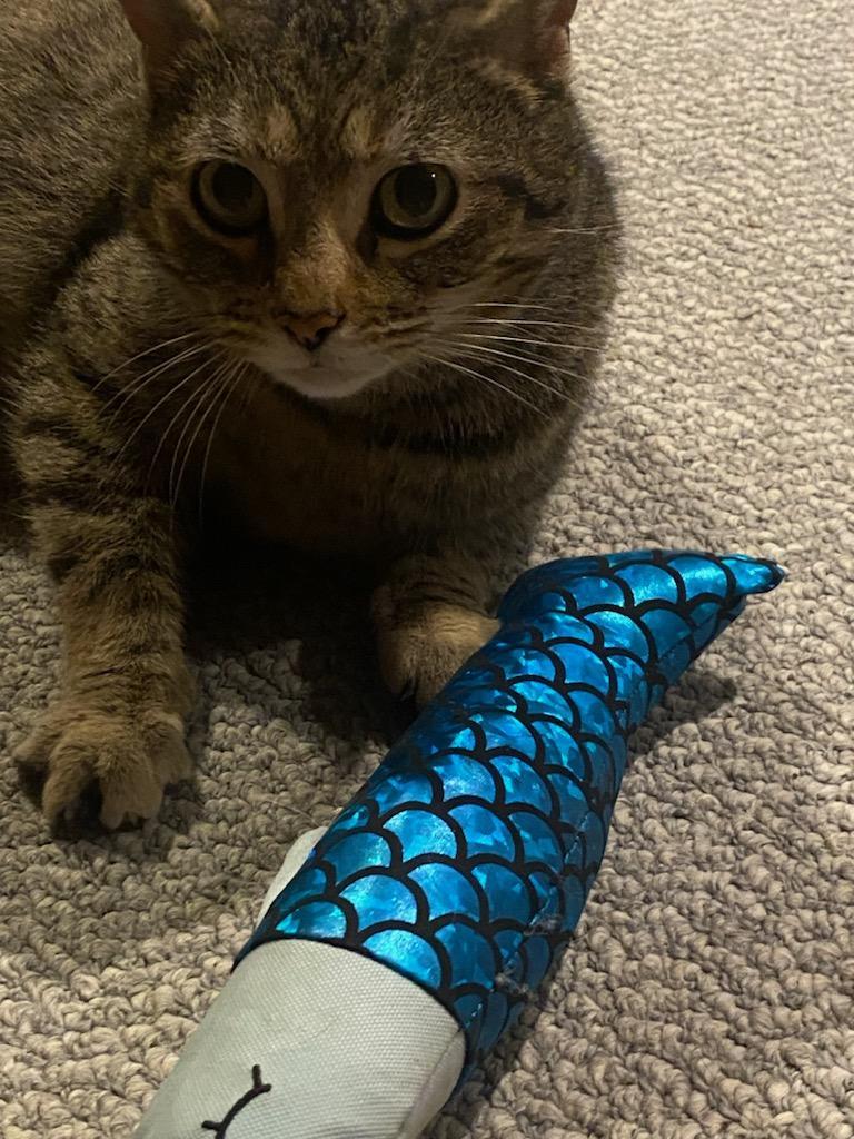 Penny (No Chip Info), Adopted, Adult Female Domestic Short Hair.