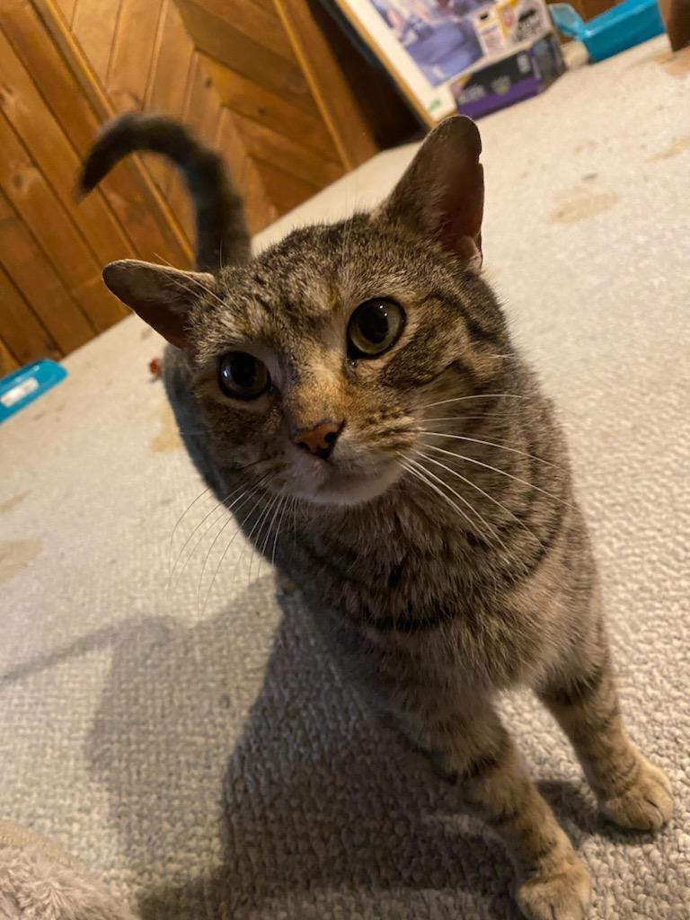 Enlarge Penny (No Chip Info), a Adopted Domestic Short Hair in Norwood, OH image 3/3