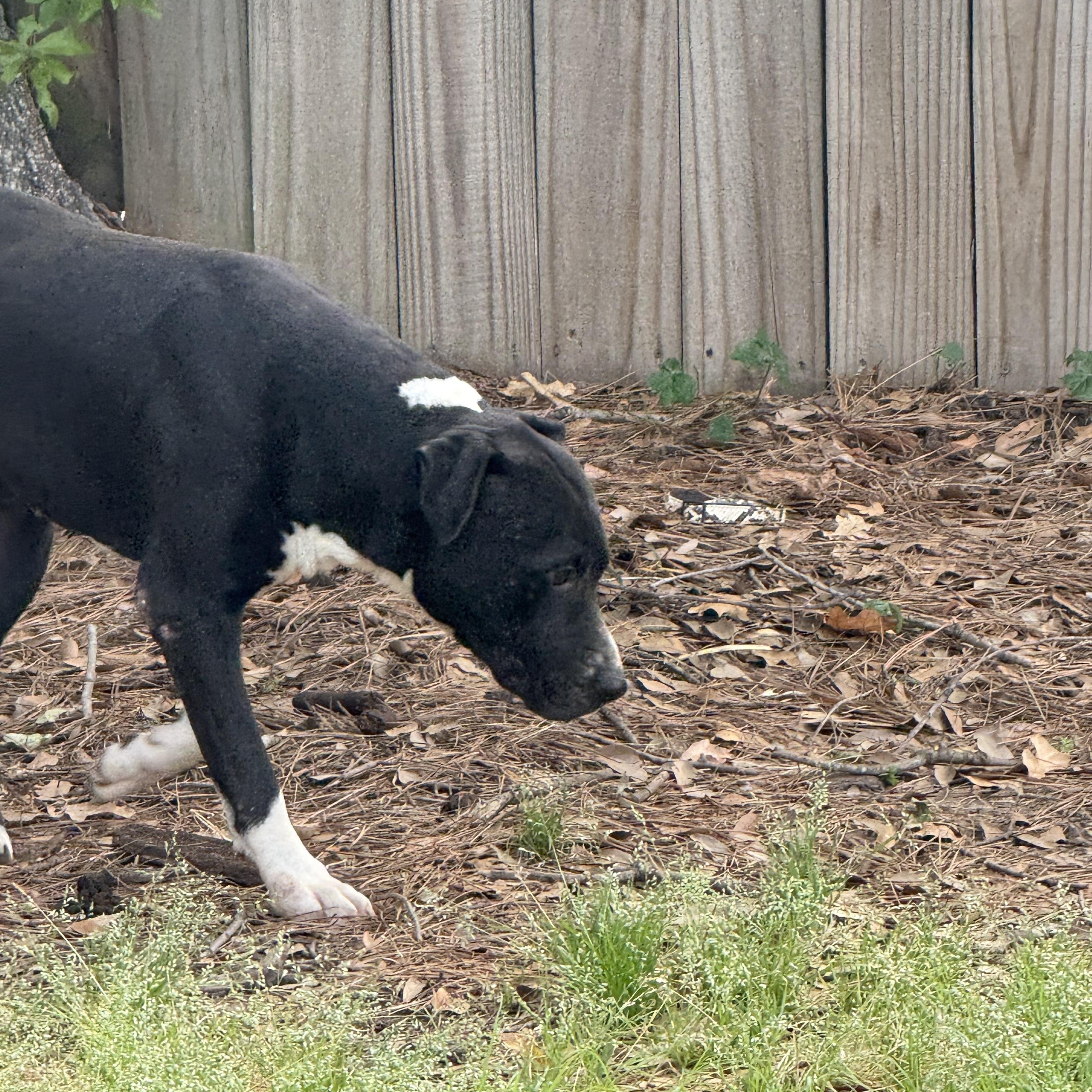 Enlarge CARLITO, a ADOPTABLE mixed breed in Annandale, VA image 4/4