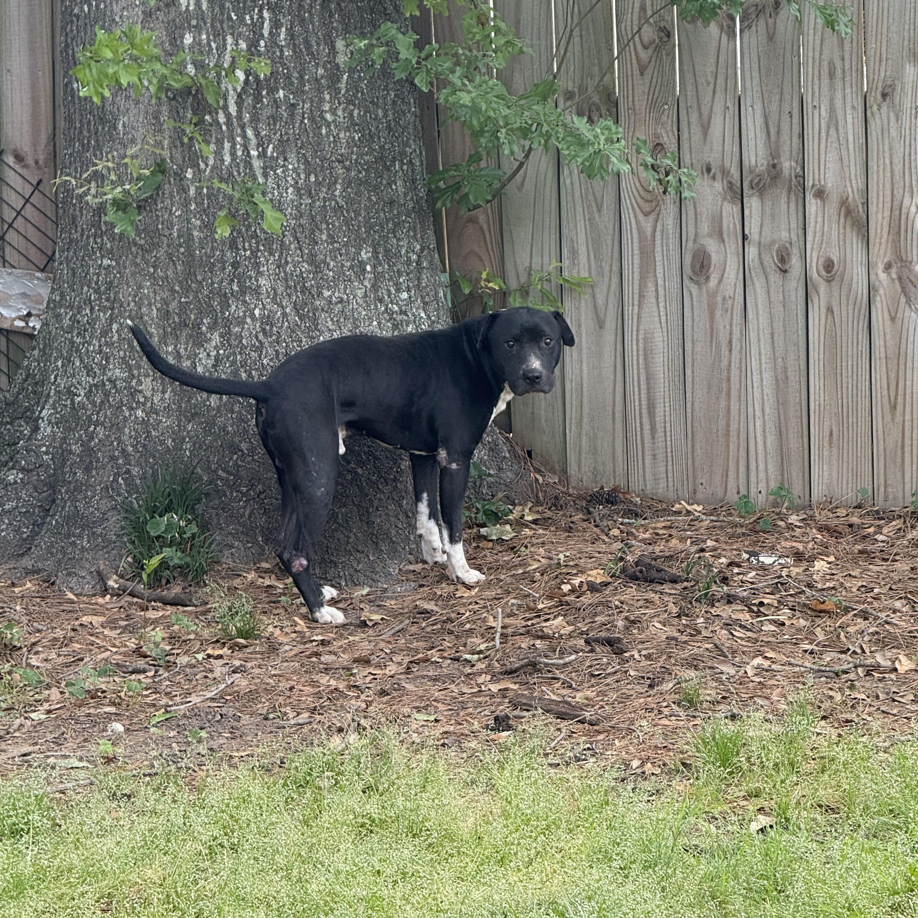 Enlarge CARLITO, a ADOPTABLE mixed breed in Annandale, VA image 1/4