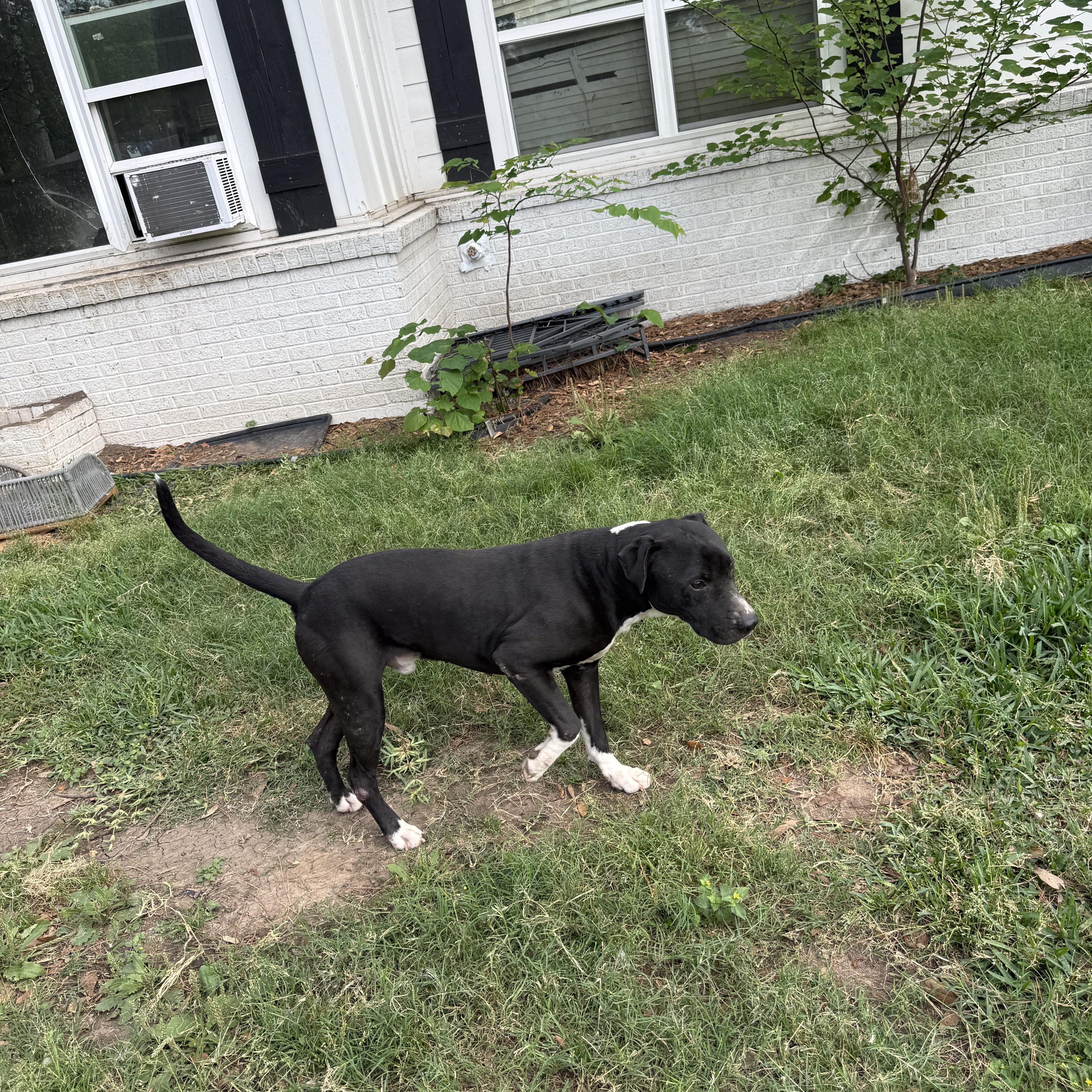 Enlarge CARLITO, a ADOPTABLE mixed breed in Annandale, VA image 3/4