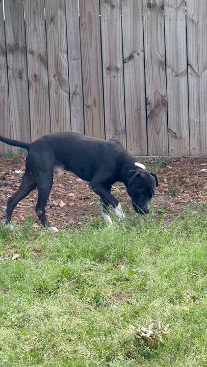 Enlarge CARLITO, a ADOPTABLE mixed breed in Annandale, VA video 2/4