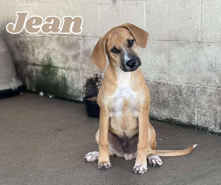 Enlarge Jean, a Adoptable Coonhound in Brownsville, TN image 1/1