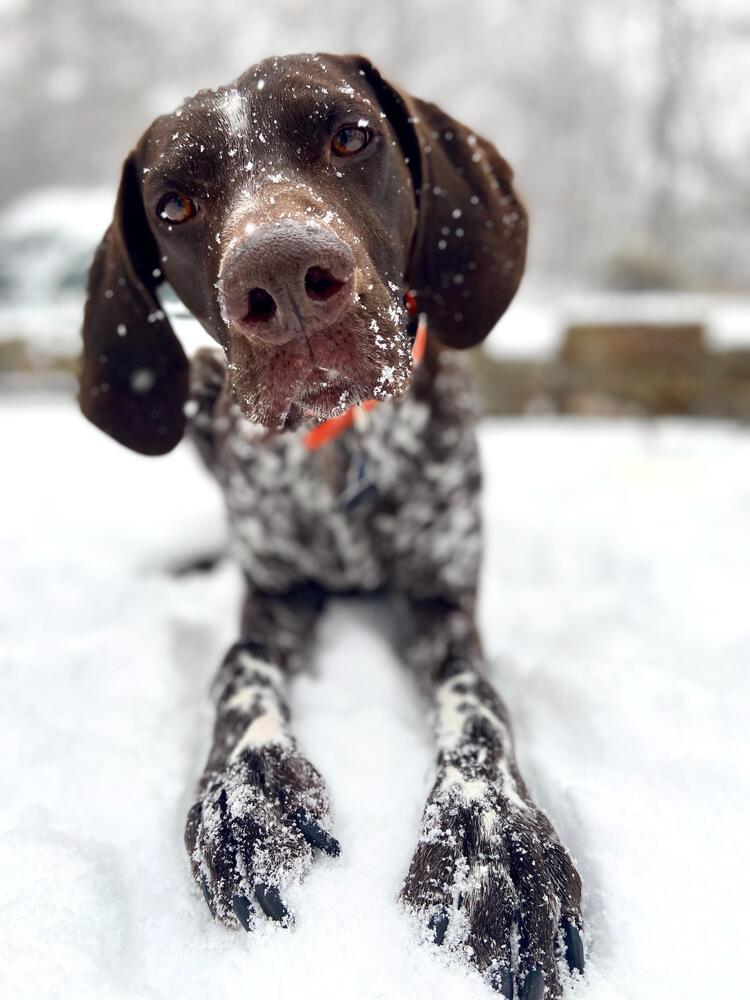 Warren, Adopted, Senior Male German Shorthaired Pointer.