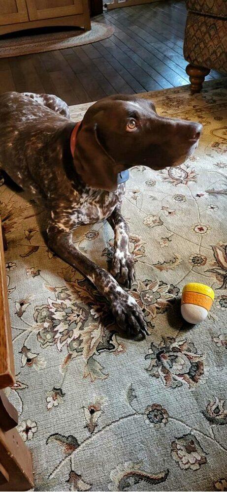 Enlarge Warren, a Adopted German Shorthaired Pointer in Cottage Grove, WI image 2/6