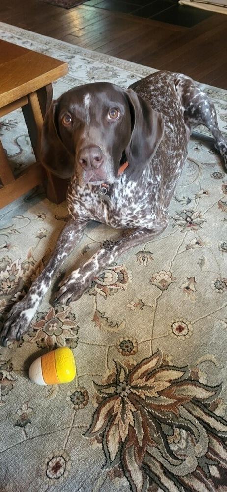 Enlarge Warren, a Adopted German Shorthaired Pointer in Cottage Grove, WI image 3/6