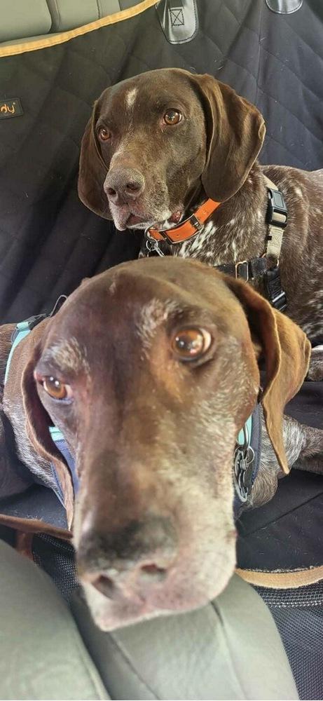 Enlarge Warren, a Adopted German Shorthaired Pointer in Cottage Grove, WI image 5/6