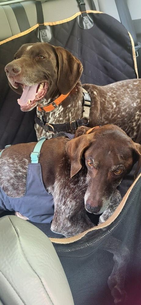 Enlarge Warren, a Adopted German Shorthaired Pointer in Cottage Grove, WI image 6/6