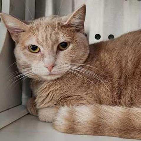 CeCe, ADOPTABLE, Young Female Domestic Short Hair.