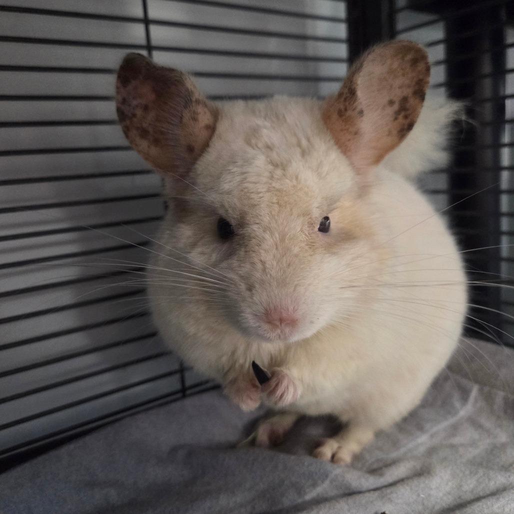 Enlarge Blizzard, a Adoptable Chinchilla in Watertown, NY image 1/1
