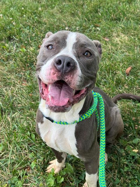 Enlarge LAPRAS, a Adoptable mixed breed in Olivette, MO image 1/1