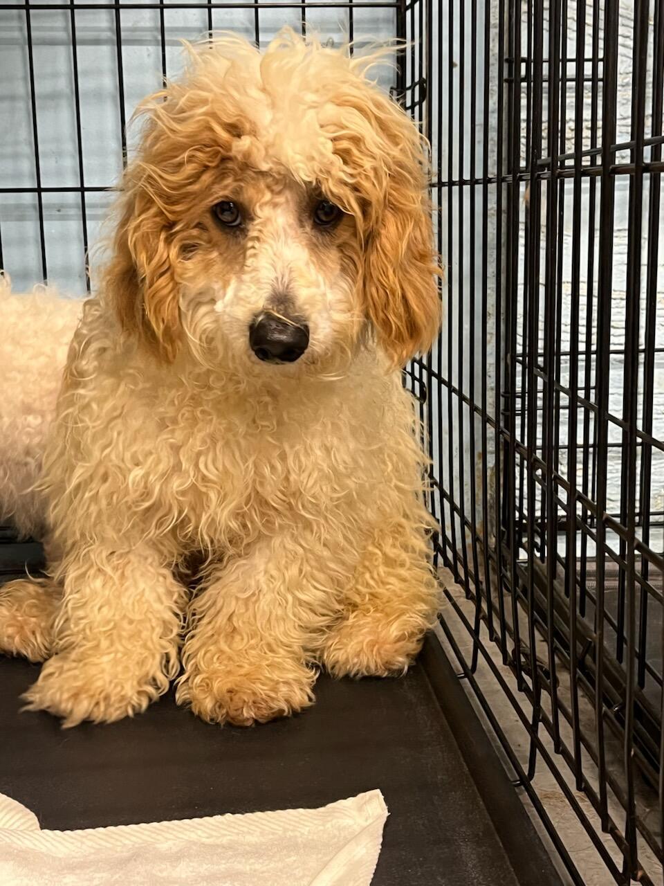 Stitch, Adopted, Young Male Bichon Frise & Poodle.
