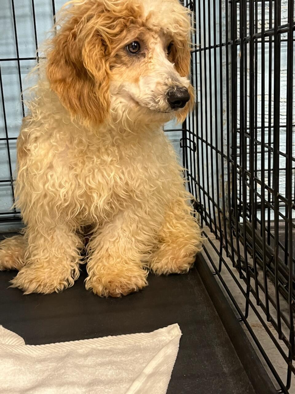 Stitch, Adopted, Young Male Bichon Frise & Poodle.