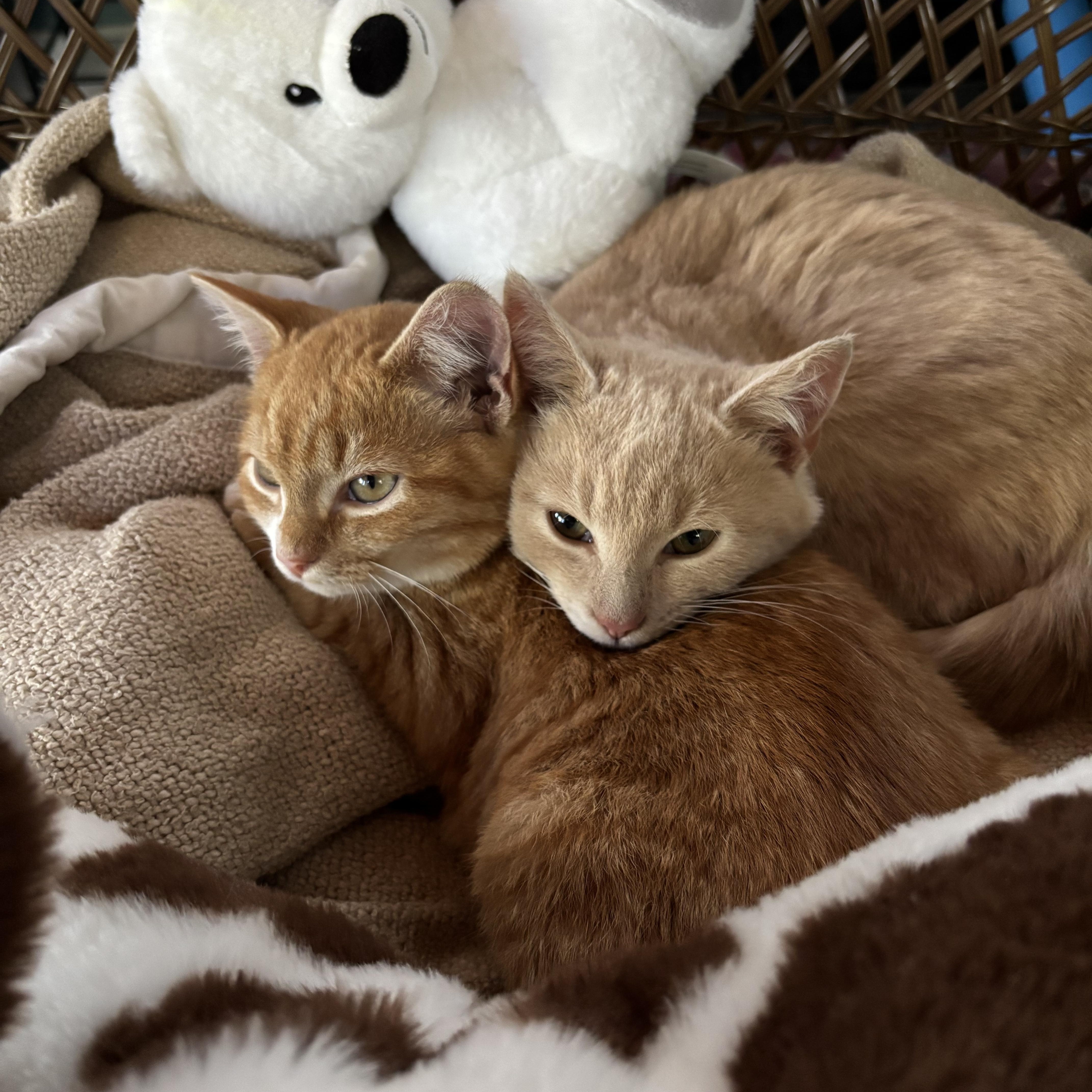 Tom & Jerry, a Adoptable American Shorthair in Charlotte, NC image 1/2