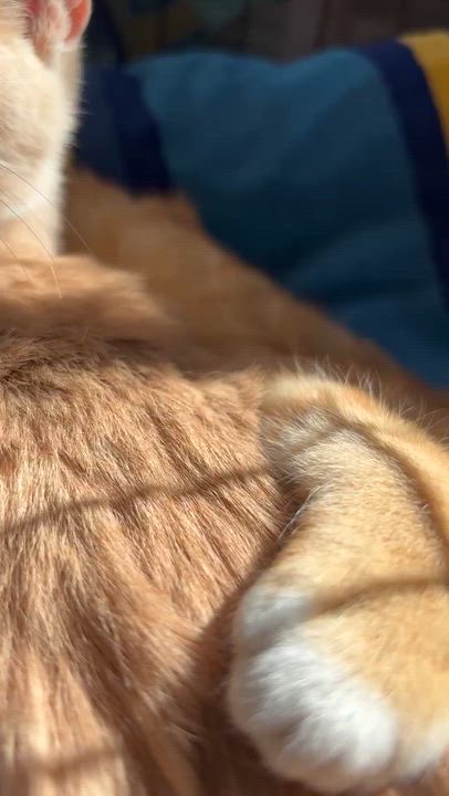 Enlarge Tom & Jerry, a Adoptable American Shorthair in Charlotte, NC video 2/2