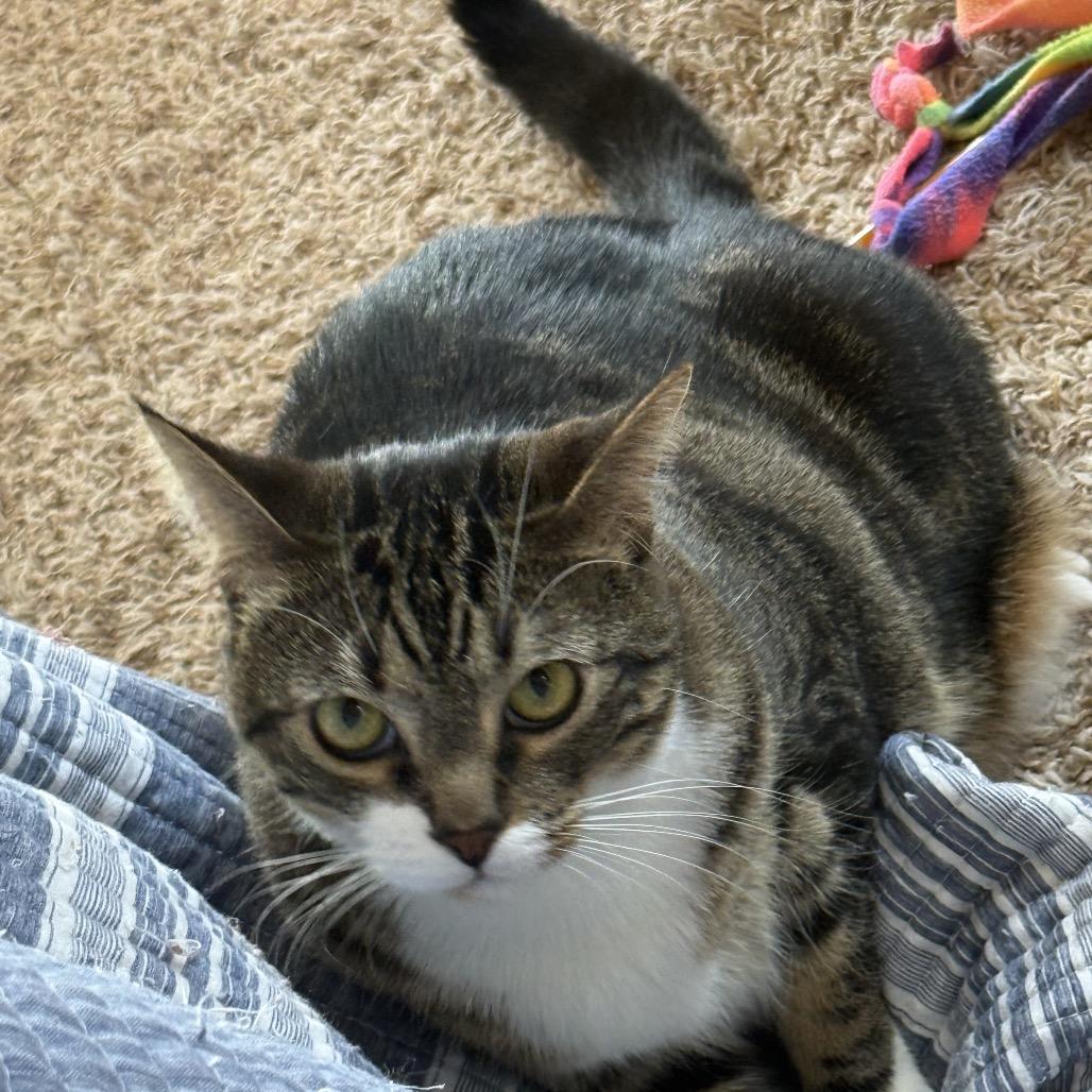 Dinky, Adoptable, Young Female Domestic Short Hair & Domestic Short Hair.