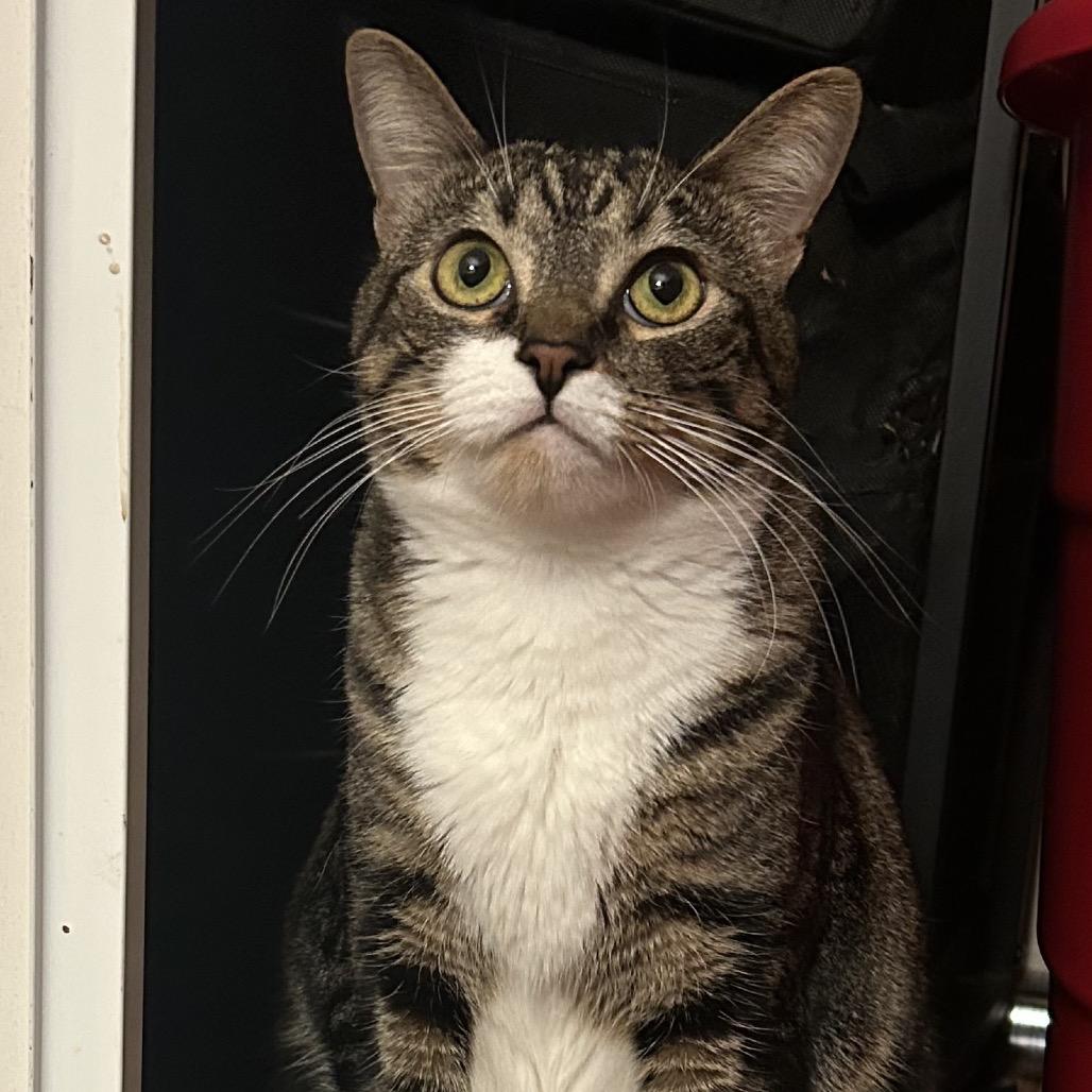 Enlarge Dinky, a Adoptable mixed breed in Calimesa, CA image 3/3