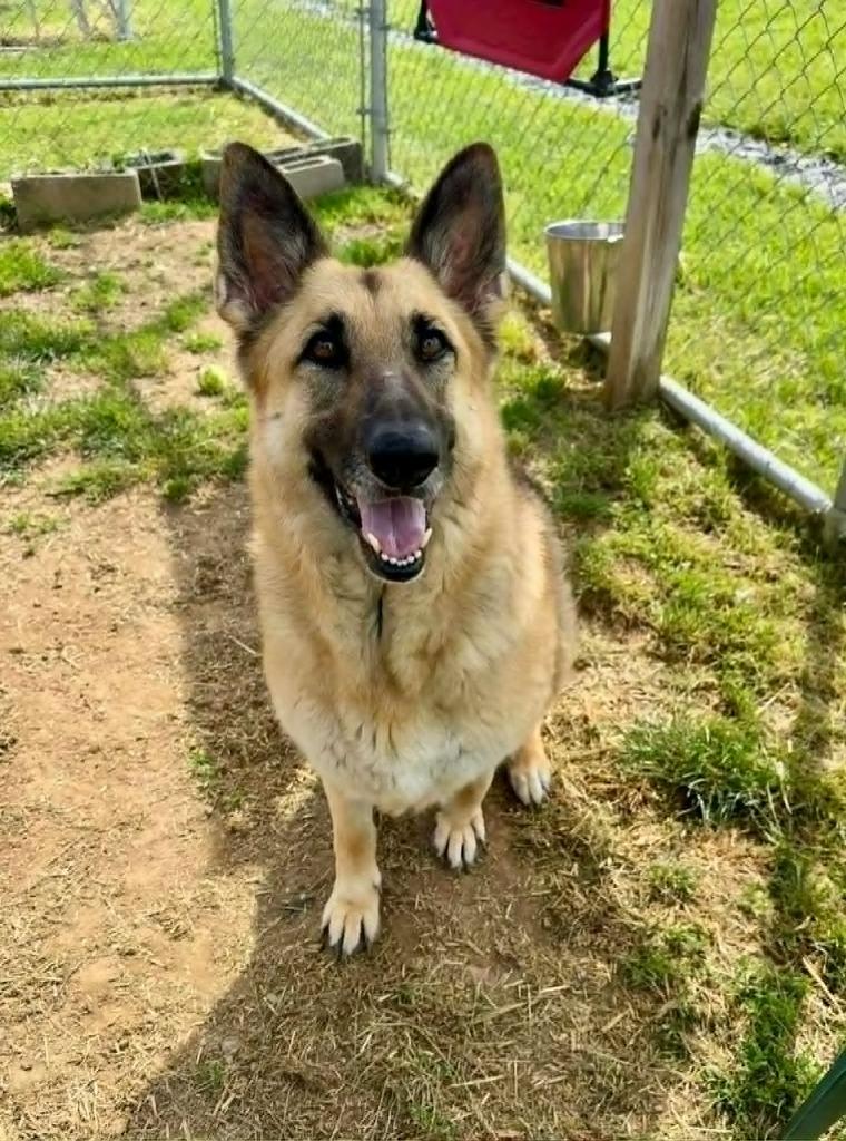 Lina, Adoptable, Adult Female German Shepherd Dog.
