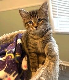 Enlarge Bean, a ADOPTABLE Domestic Short Hair in Battle Creek, MI image 1/1