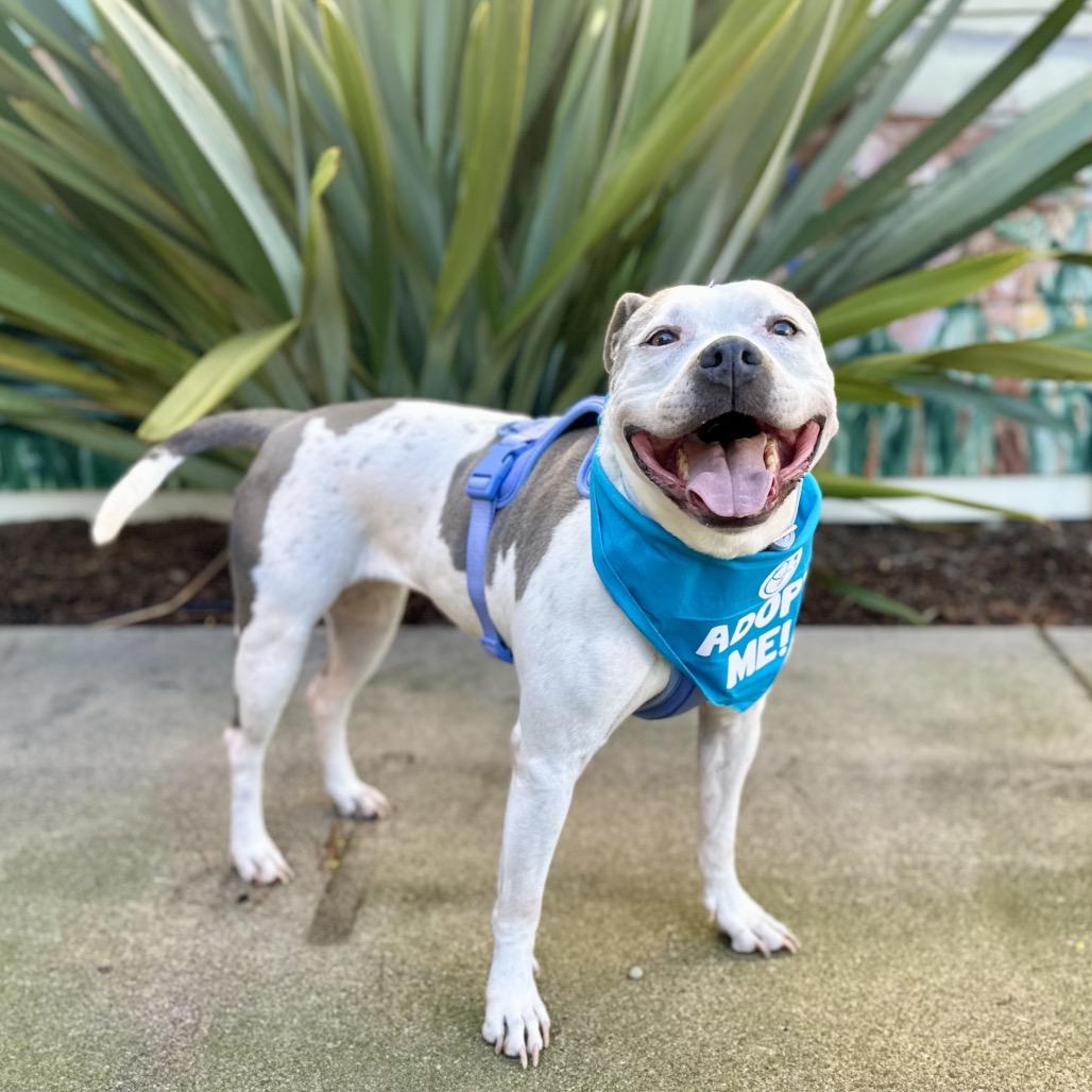 Panda — thumbnail 2