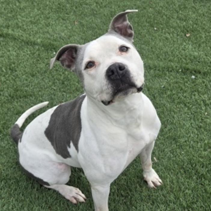 Panda — thumbnail 3